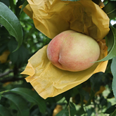 Hikawa Hakuho Peach Plant